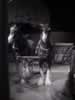 Musée de voiture à cheval à Cardston
