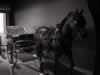 Musée de voiture à cheval à Cardston