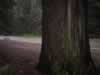 Redwood Park au Nord de la Californie