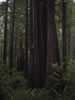 Redwood Park au Nord de la Californie
