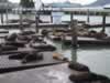 Otaries au pier 39